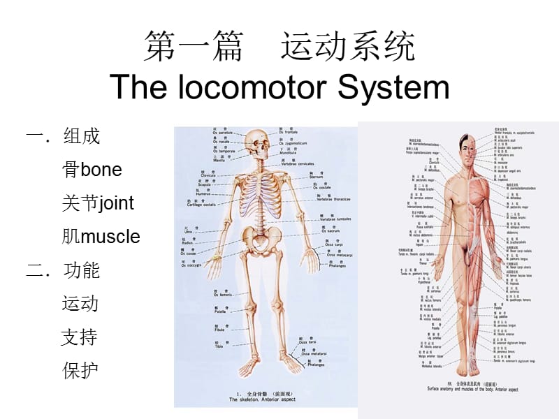 《人体解剖学》绪论.ppt_第3页