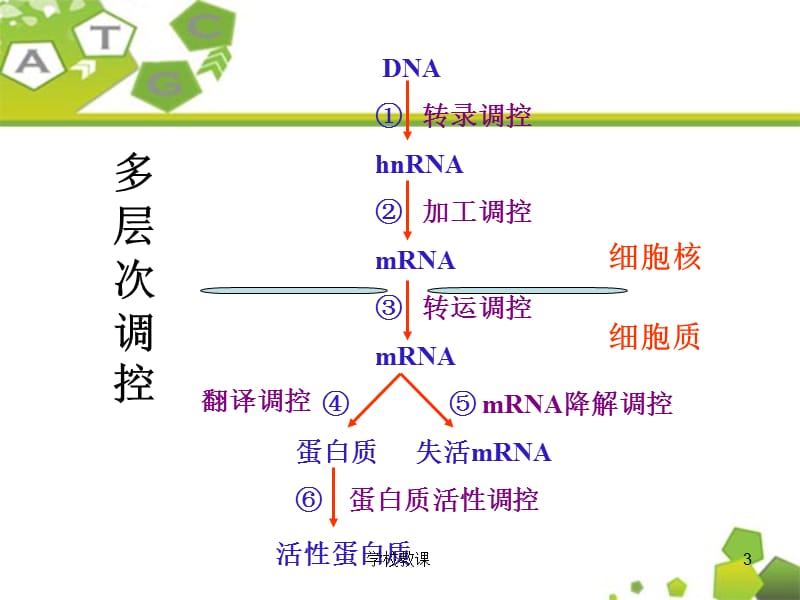 基因表达的概念及特点[教师助手].ppt_第3页