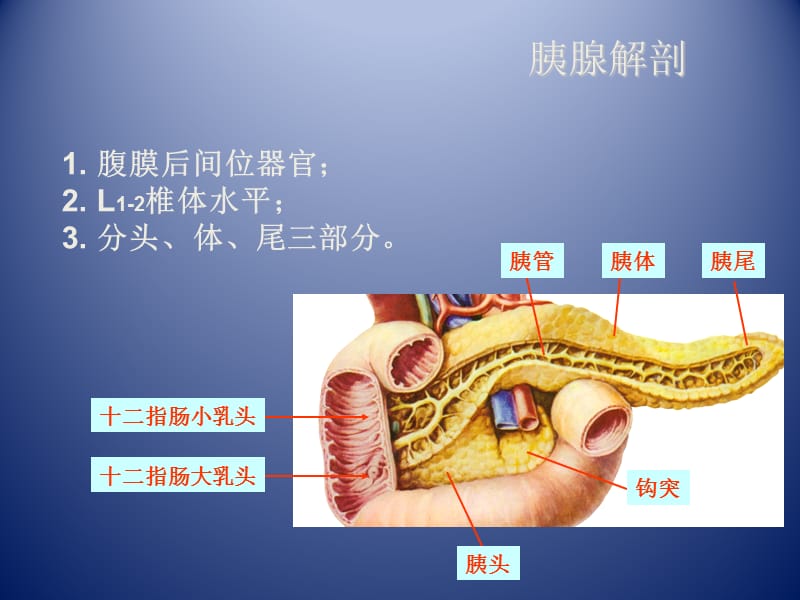 【精品】胰腺肿瘤影像学诊断ppt.ppt_第2页