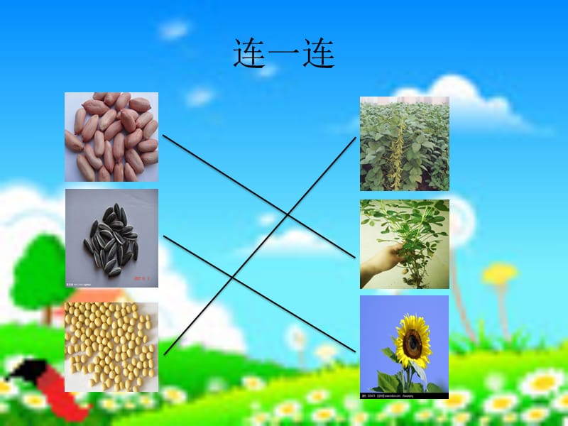 新北师大版一年级语文下册《四单元 植物一粒种子》优质课课件_19.ppt_第3页