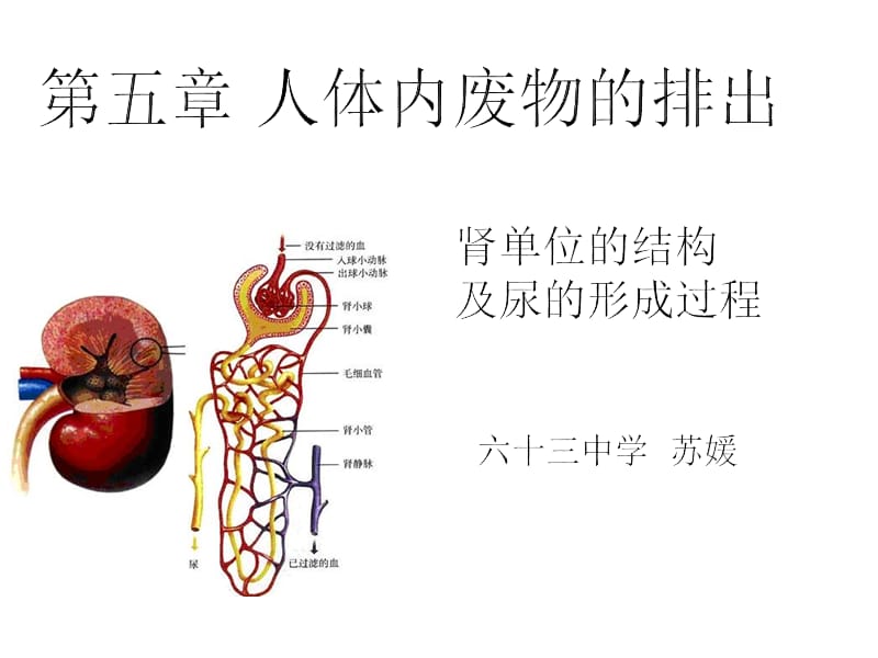 课件第五章 人体内废物的排除.ppt_第1页