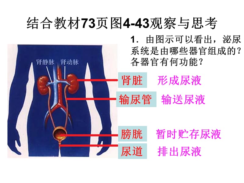 课件第五章 人体内废物的排除.ppt_第2页