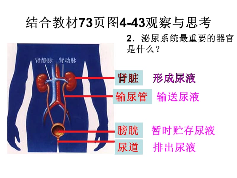 课件第五章 人体内废物的排除.ppt_第3页