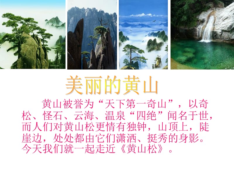 西南师大版六年级语文下册《一单元4 黄山松》课件_13.ppt_第3页