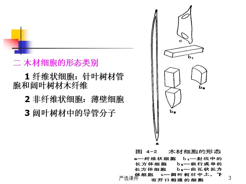 第四章木材的微观结构[高等教学].ppt_第3页