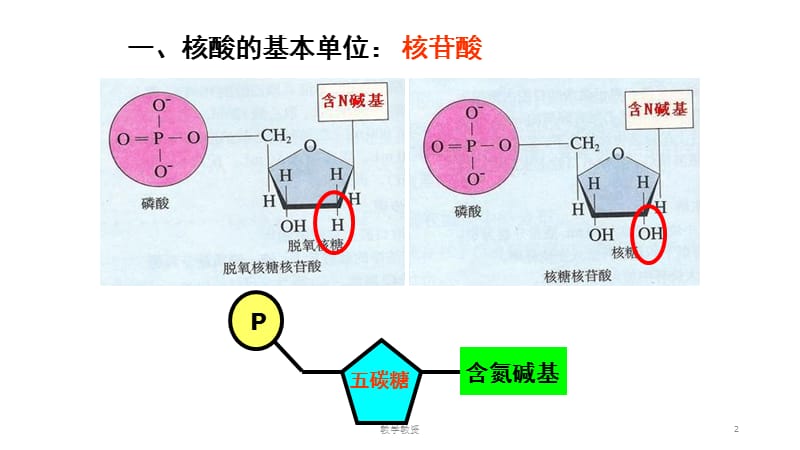 DNA的结构及复制（教资特选）.ppt_第2页