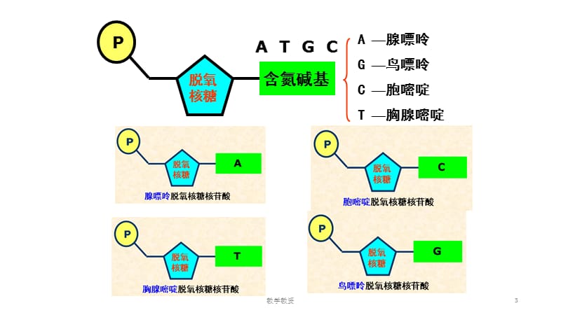 DNA的结构及复制（教资特选）.ppt_第3页