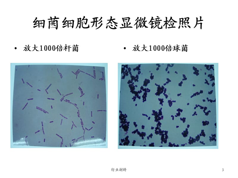 生物负载测定[优制材料].ppt_第3页