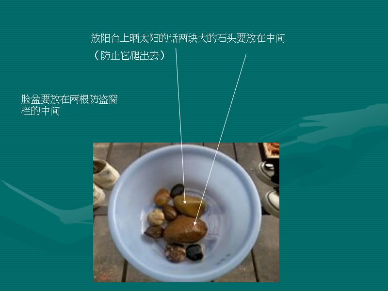 家用巴西龟饲养PPT.ppt_第3页