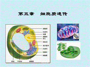 第五章细胞质基因控制性状的遗传【课堂课资】.ppt