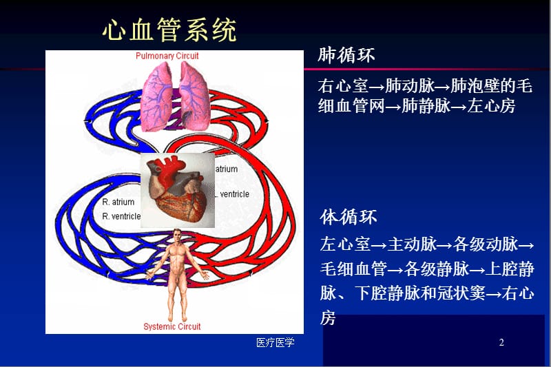 心血管预防保健（业内特制）.ppt_第2页