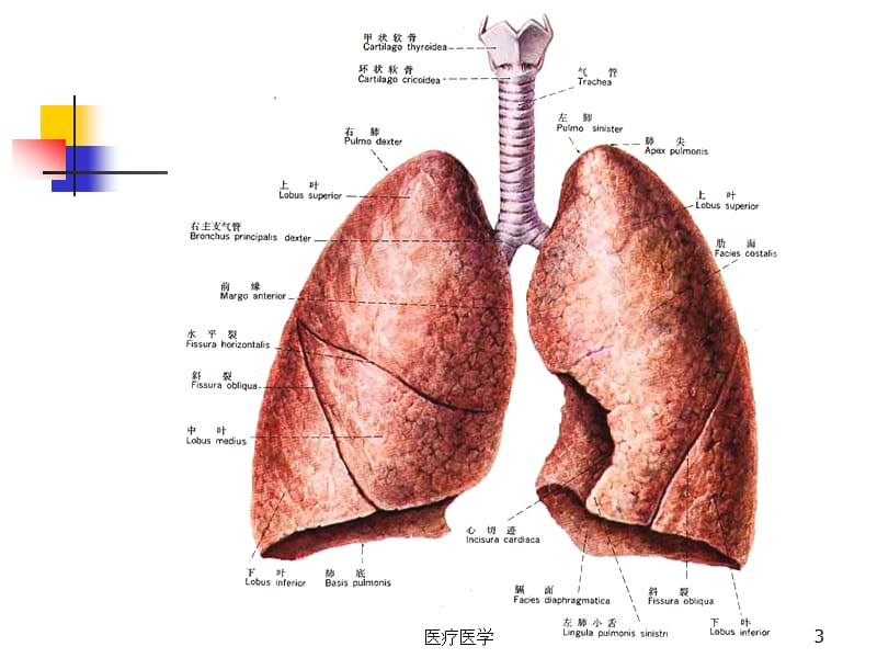 肺的断层影像解剖（业内特制）.ppt_第3页