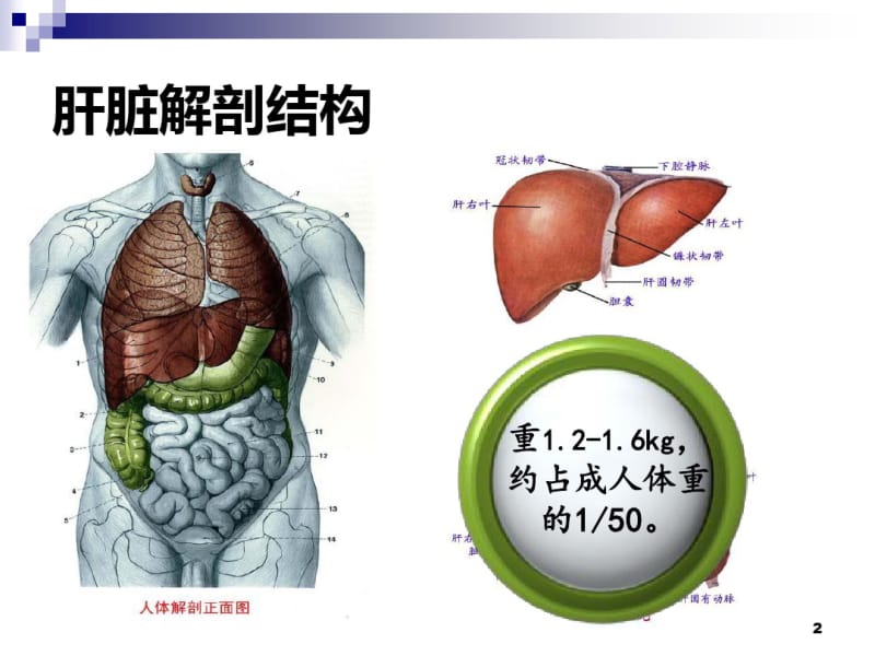 护肝药物合理应用.pdf_第2页