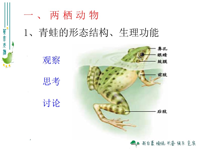 两栖动物和爬行动物2.ppt_第3页