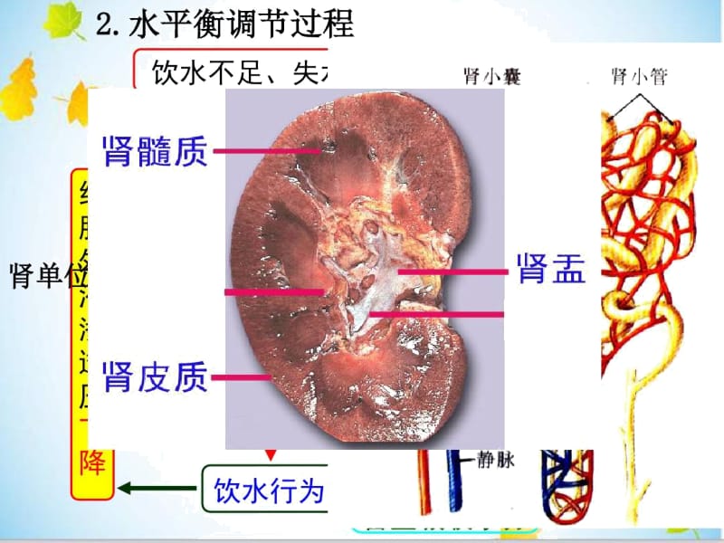 二水和无机盐平衡的调节.docx_第3页