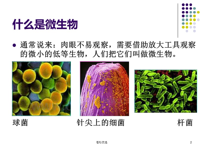 有趣的微生物[基础资料].ppt_第2页