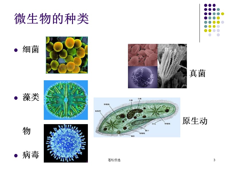 有趣的微生物[基础资料].ppt_第3页