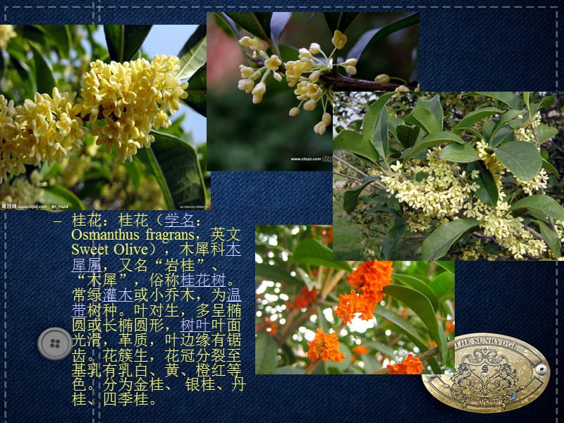 （推荐）秋季开花植物.ppt_第2页