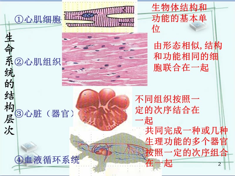 （推荐）生命系统的结构层次.ppt_第2页