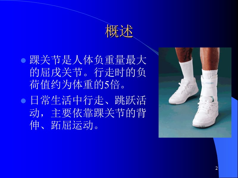 （推荐）踝关节解剖.ppt_第2页