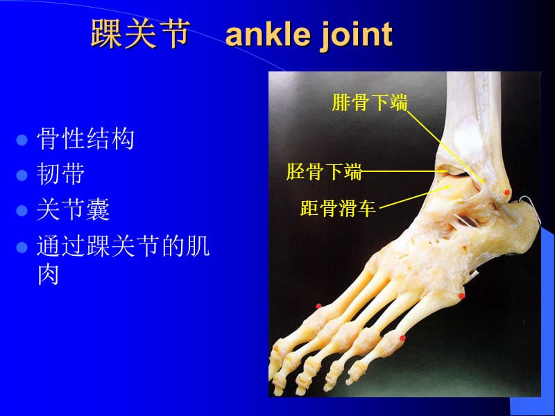 （推荐）踝关节解剖.ppt_第3页