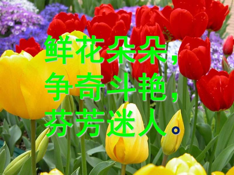 （推荐）三年级语文上册《花钟》ppt课件.ppt_第2页