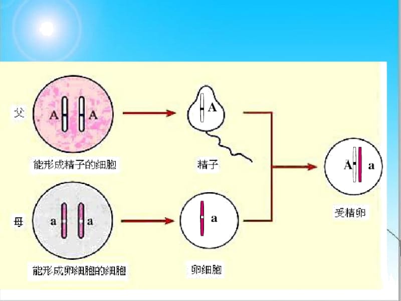 八年级生物下册基因的显性和隐性..docx_第3页