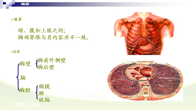 《胸部局解断层》PPT课件.ppt_第2页