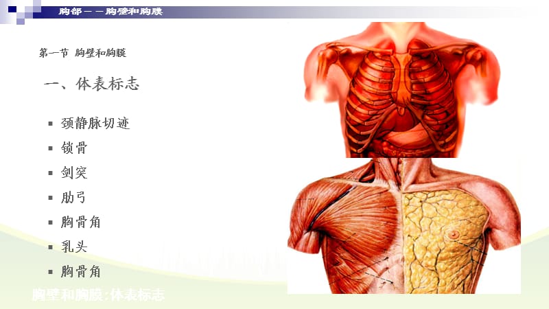 《胸部局解断层》PPT课件.ppt_第3页