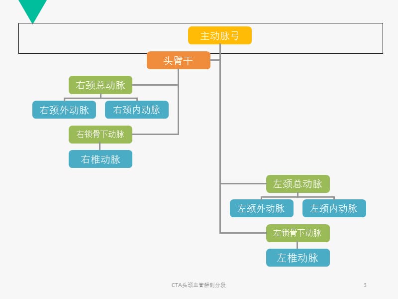 CTA头颈血管解剖分段课件.ppt_第3页