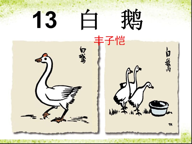 13 白 鹅.ppt_第1页