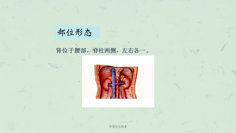 中医学五脏肾课件.ppt_第2页