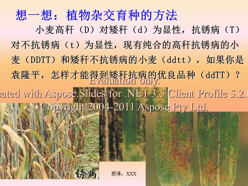 高中生物必修二交杂育种和诱变育种PPT参考课件.ppt_第3页