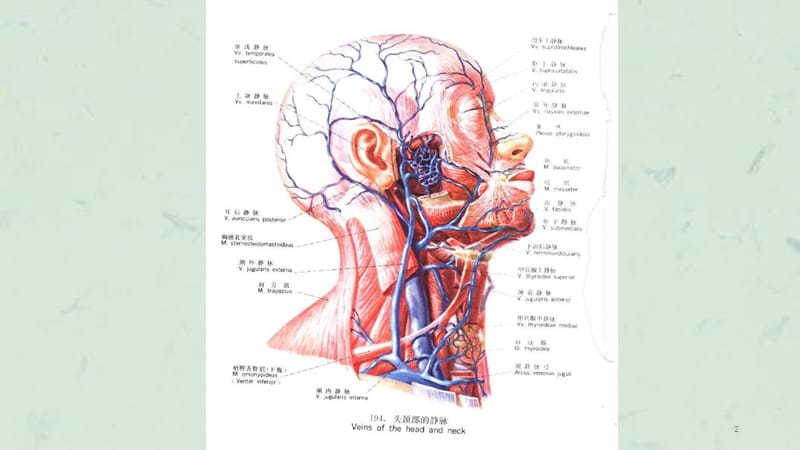 中心静脉穿刺的解剖课件.ppt_第2页