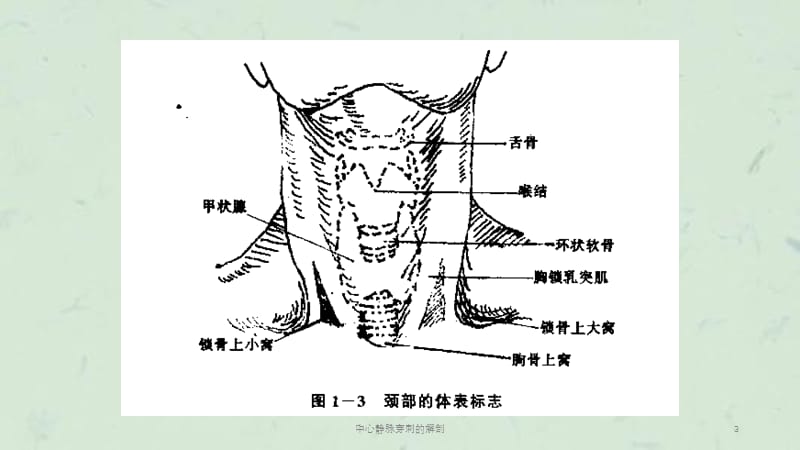 中心静脉穿刺的解剖课件.ppt_第3页