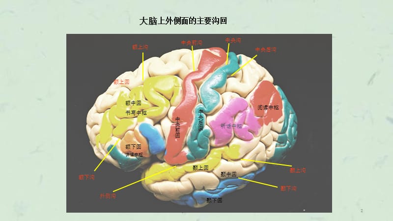 颅脑断层解剖5课件.ppt_第2页