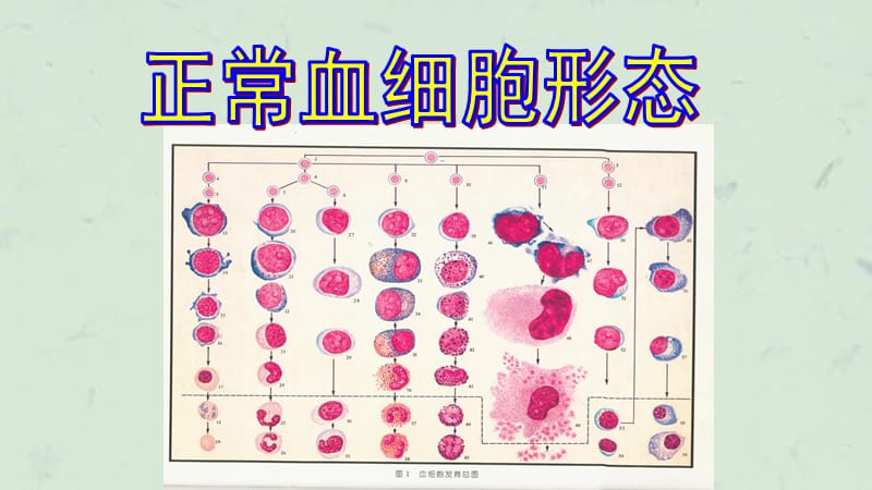 正常血细胞形态学课件.ppt_第2页