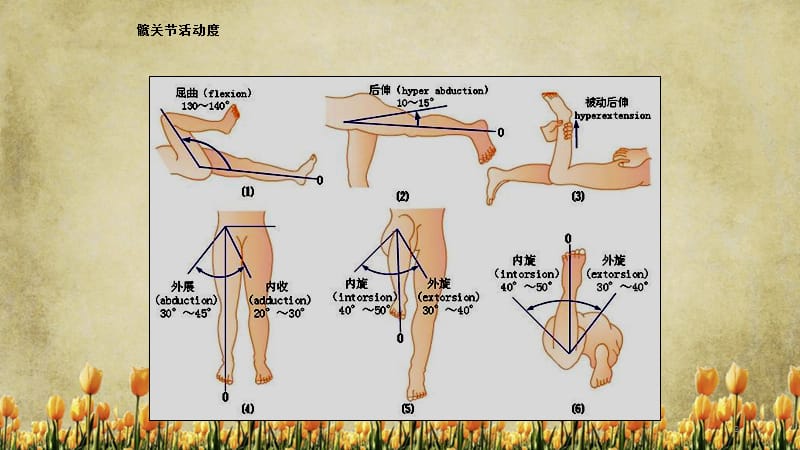 关节活动度记录方法（精选).ppt_第3页