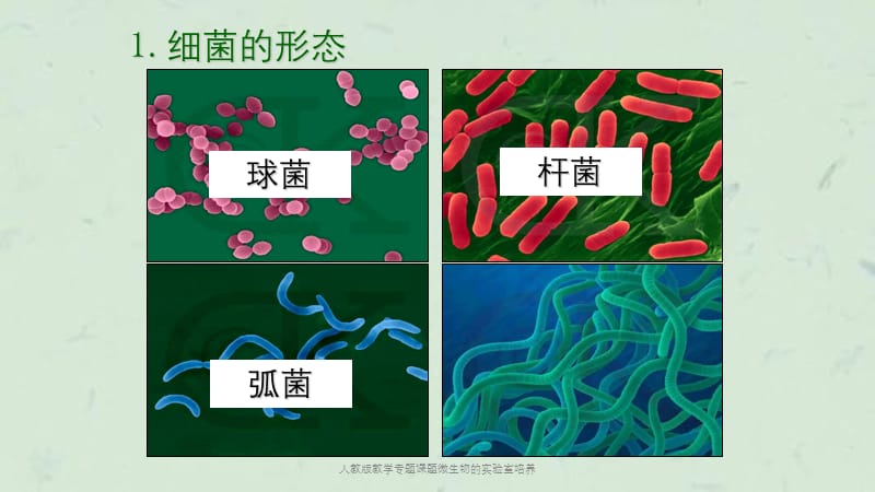 人教版教学专题课题微生物的实验室培养课件.ppt_第3页