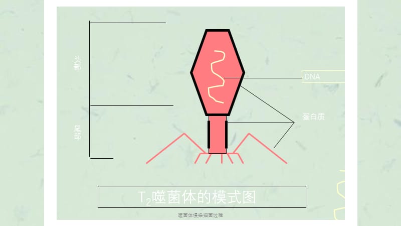 噬菌体侵染细菌过程课件.ppt_第2页