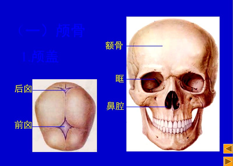 《颅脑断层》PPT课件.ppt_第2页