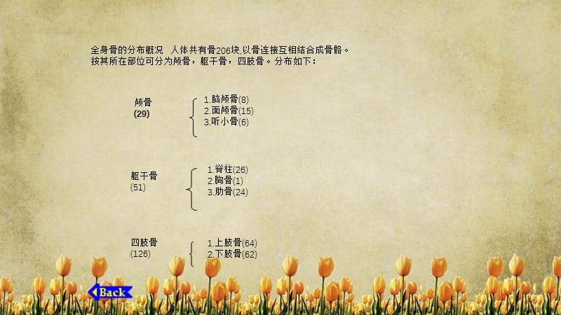 人体骨骼医学解剖（精选干货).ppt_第2页