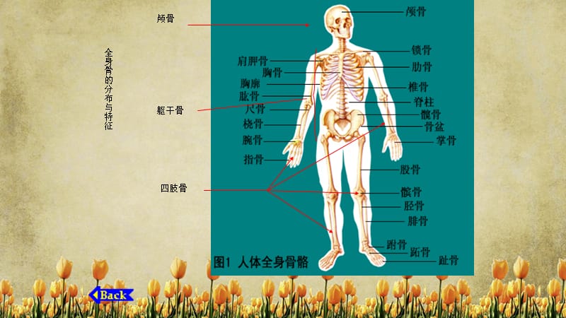 人体骨骼医学解剖（精选干货).ppt_第3页