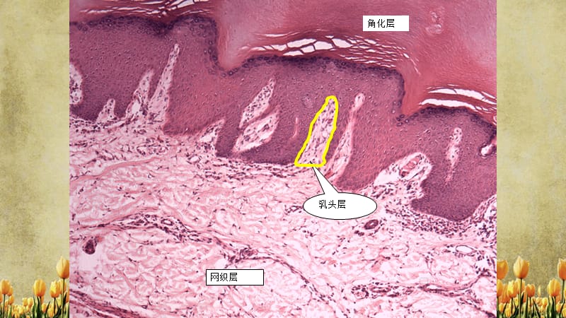 实验：结缔组织皮肤（精选干货).ppt_第3页