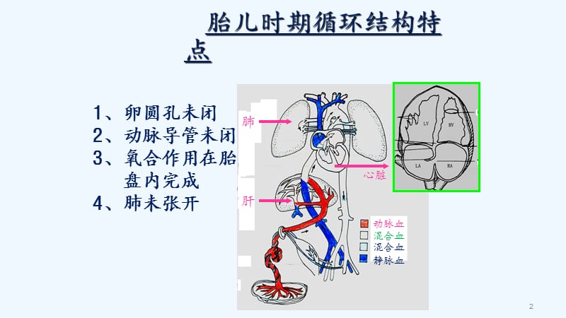 心脏超声常用切面及解剖.pptx_第2页