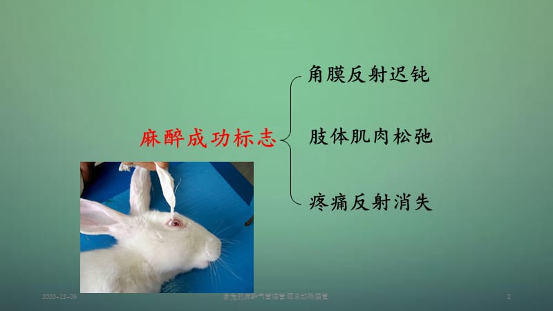 家兔的麻醉气管插管,颈总动脉插管,.ppt_第2页