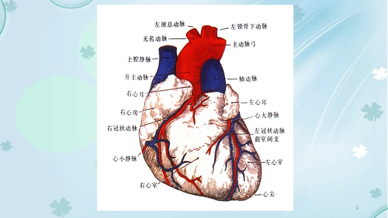 心脏解剖及正常超声心动图.ppt_第3页