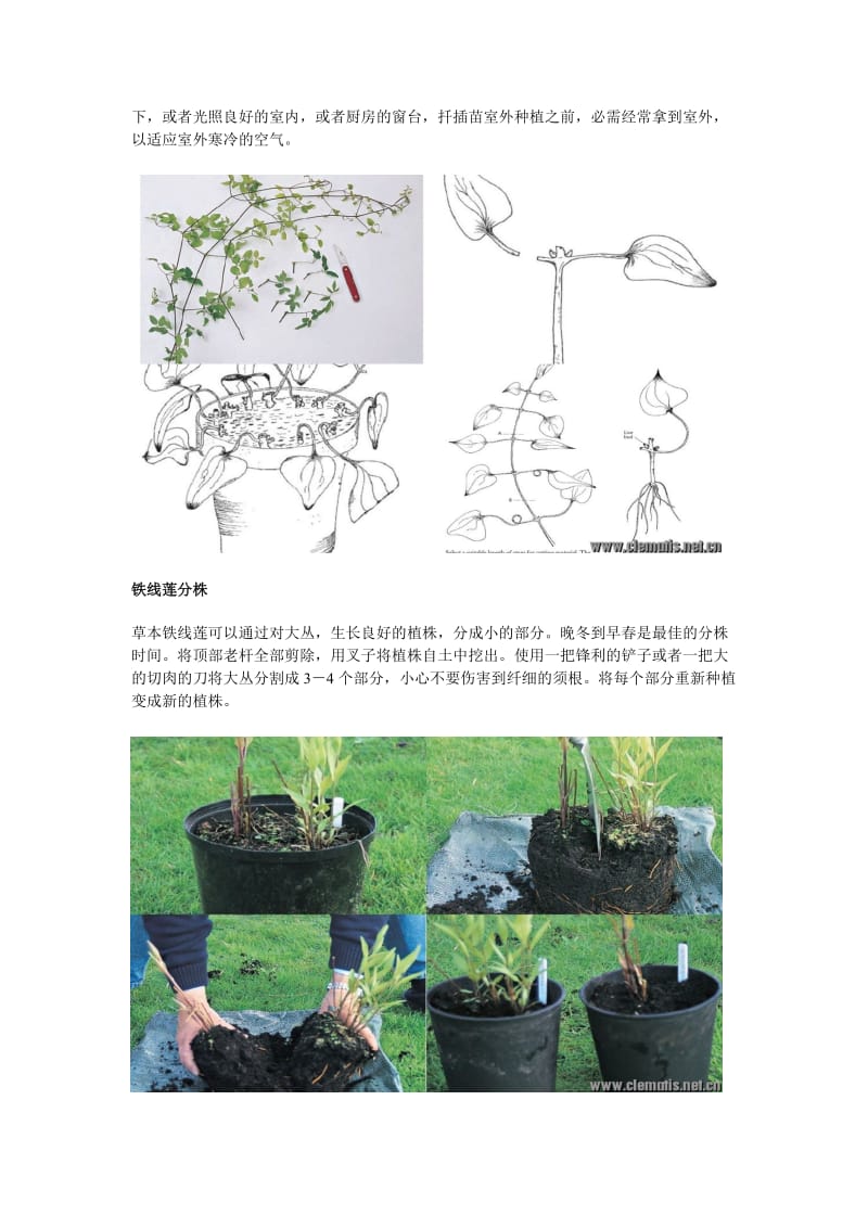 铁线莲的繁殖方法.doc_第3页