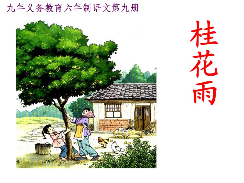 7桂花雨上课用.ppt_第1页