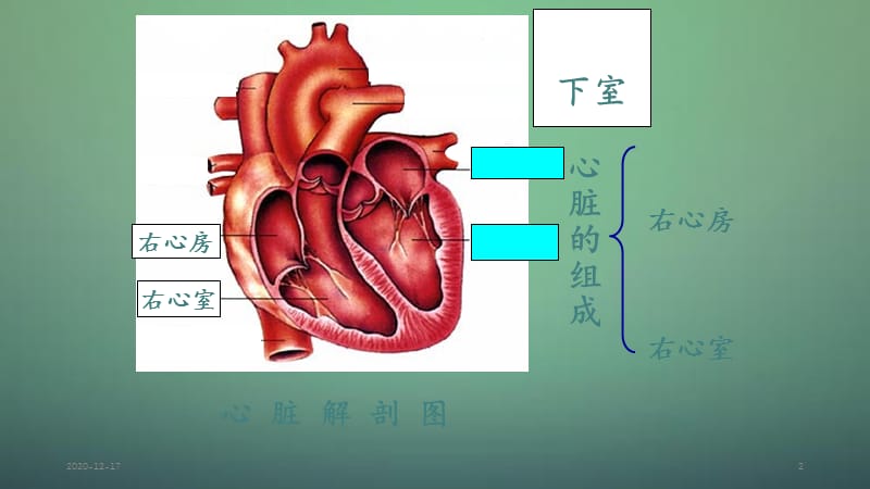 心脏血液循环（精选干货）.ppt_第2页